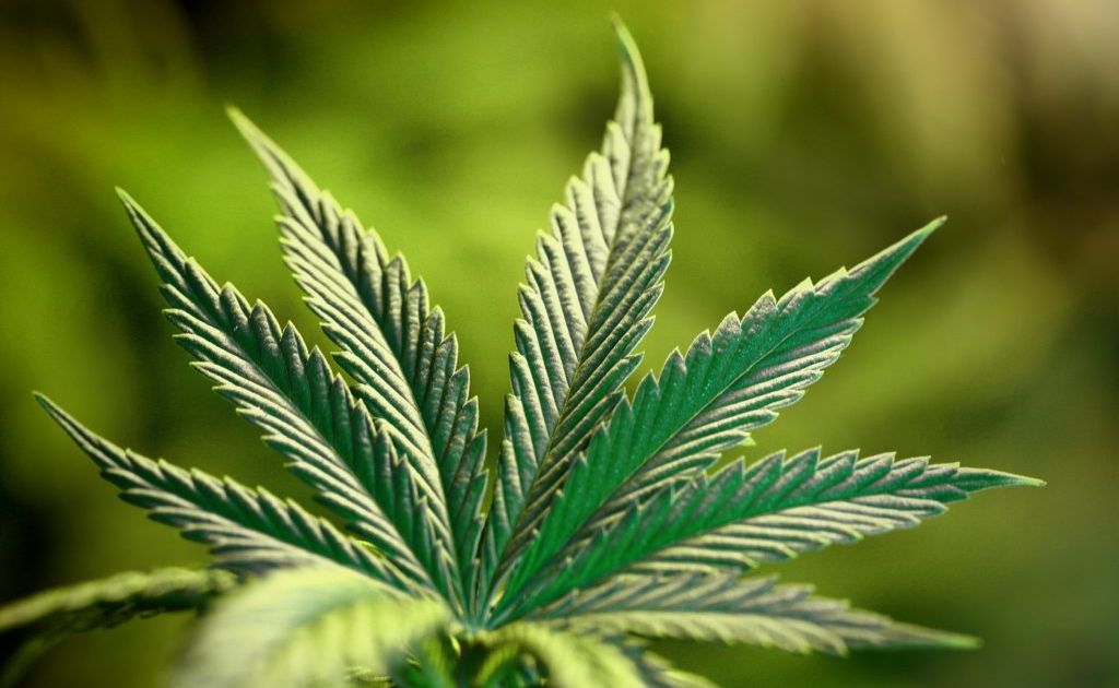 Drugs have been found at a Nimbin property this week, leading to the arrest of a 28-year-old man. Drugs have been found at a Nimbin property this week, leading to the arrest of a 28-year-old man.